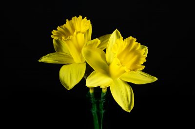 Two narcissus flowers