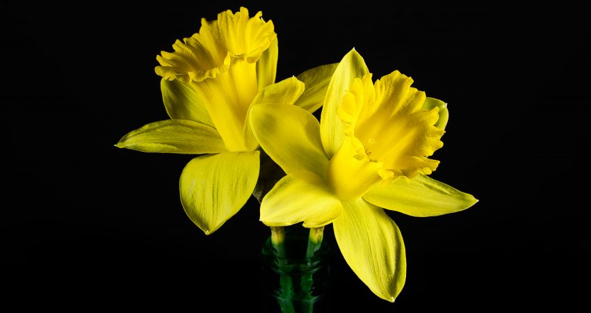 Two narcissus flowers